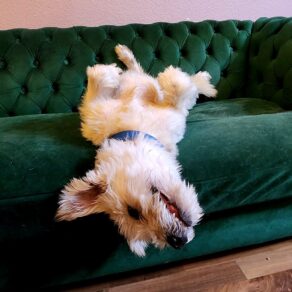 19c62c61891f84a8e693d4ad696b88ae