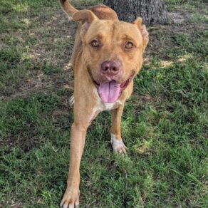 1b1a04deae8bbf35311283b8b0b874ba