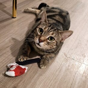 205ea731cd689392c8b6e19bd587f6a0