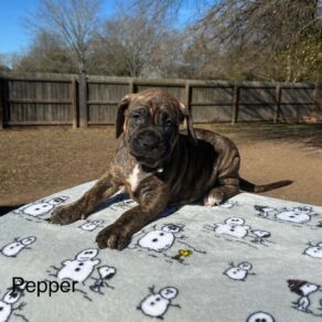 21ffa582c60c9fd8cccdeba446cd5cbd