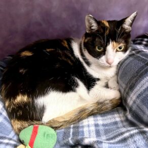 22f575c1c15275d4a2e87db046fca7de