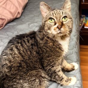 28019e6e78078bbe57ec50bce83f008c