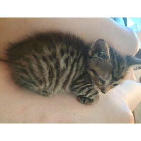 2bf022ac71fb41463ab93f0100794b83