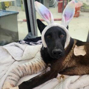 2d24b9b1e2314bc7b0ef6116669e40c8