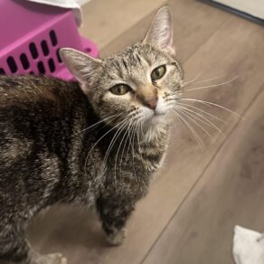 33035ef322849f44f71b540e64ae4113