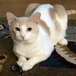 35cf61747602d4ded2a929b75449b227