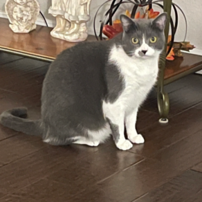 36b2a234b45d165680a53ed6c7159ee0