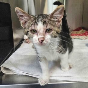 373bf92e2bbb86b055cf45bef2b97824