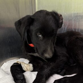 382071e1e6e3febd177b7c68f4c37bf7