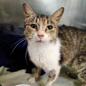 38f82cb156138e043e8a661b9b4d51f9