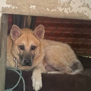 3aaa932f700a5b7cd5d12ca00b85509c