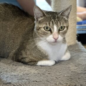 3bb1a666e713279cf86d830c21644fbf