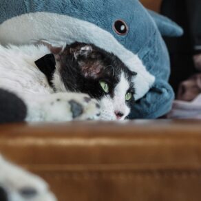 3c607a991f35a0f0ddcaa5a567fa4859