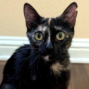 3d11b477d35a489e009cb9d0eba55443