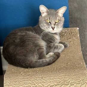 3df9c1868ae6c4d93bb36a8bf5e2331e