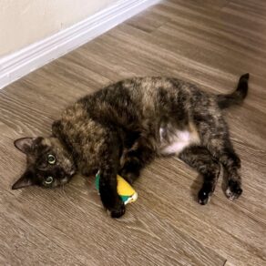 3f8ae7e3d62916c8f234115d578e30ab