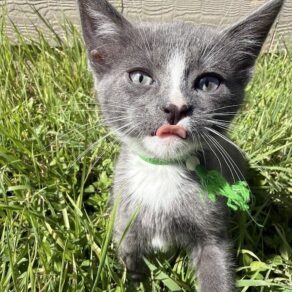 40292a9a857754e03b73bb68d3525118