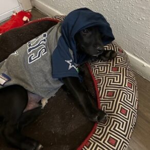 40d3f9f638ffc886b76a39e736674158