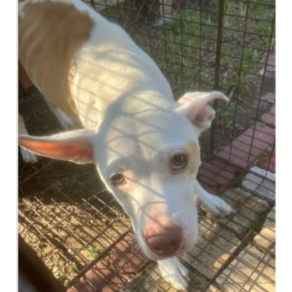 426b39dec46fc7b2c3187a56106838c4