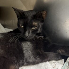 4509e02db34d7d0d15ff73b98222fd6f