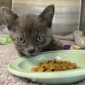 47455ab06175efa99e8a5aac2e24e9ef