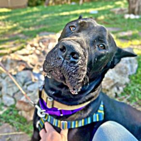 4827ced0136a29da53dbc59b70829313