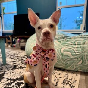 49f17f0a8760b4ca27058f1022d179b2