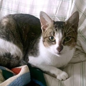 4c5a55e28e4fb743213773de38e9dc30