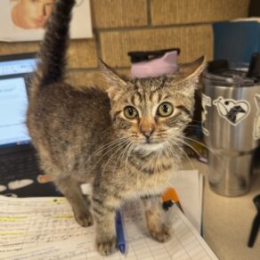 4c65fb3d2d796f4a2d303cdd85252456