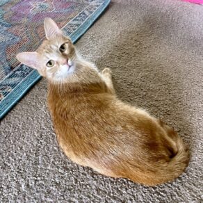 4c6ffca80f0c0fcdbdfd4f29d1f5c398