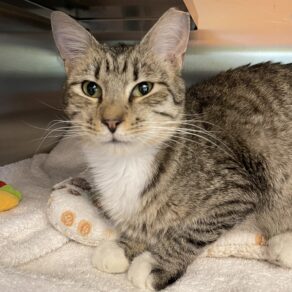 4c98443dd2bb23a3cf4f7622aafab2a6