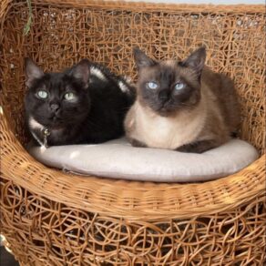 4ea94bf752c652ca6cc3e8c29c9f8ab4