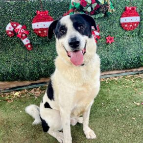 504c8edec8df8b28dc57cd43c10f5a27