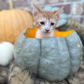 51bf914ea6af73017b9e061fd133ed94