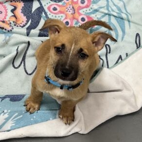 53a49e0e931bc7d1b79657ec0ad11901