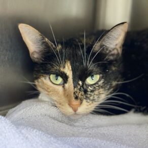 53fe3eaa7171a5c32ccfc7069d6f748e