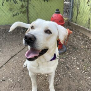 5474d1a535a2abb79e737c5c6db58291