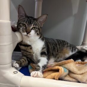 553c4b2e7a7de9f8da935fe0cacca696