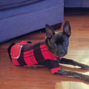 55ba0b7121e1bf071a32c19197929039