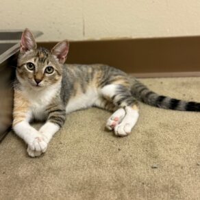 59c7512aef285583136d5565296c08e7