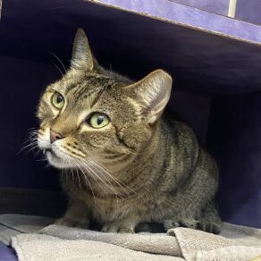 5aa2c88a04f336bd948f7ea0402a78af