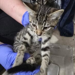 5b74ddecc9077c887e367ca0ac10e83f