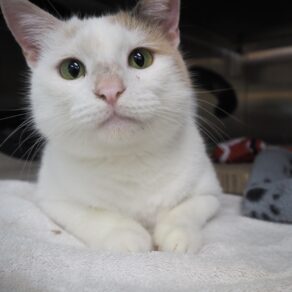 5b91cd9d277c4021c6378d799ae56d53