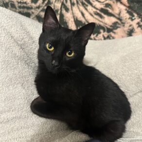 5d40d70a1ef415ac8fd73fdaa08cca34