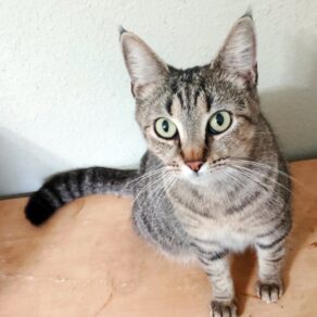 5e6014292a6c308fc8cc476a9693a871