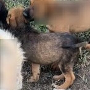 61cd2ab733033fea1ceabeafcdcba759