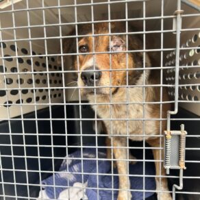 63be776d0ab7dd71d828d91003d32485