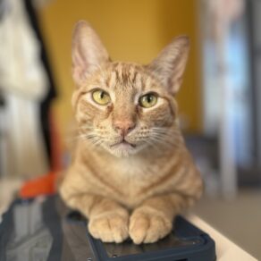 6524cefe5c79dfaa37b87c11115856d1