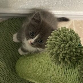 68df87e537cee881b8a6189c578e0a82