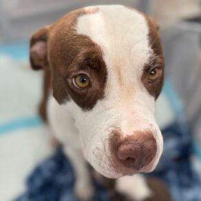 68e59dce917de83f852f6f7287598e5c